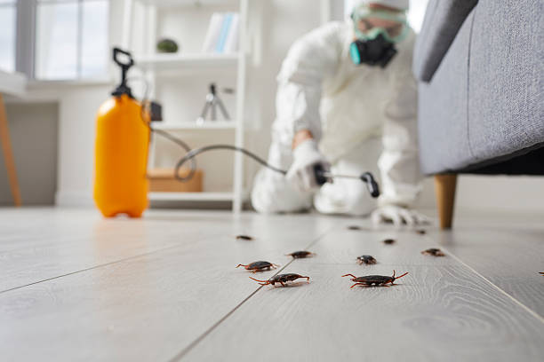 Post-Treatment Bed Bug Interceptor Monitoring in Kane
